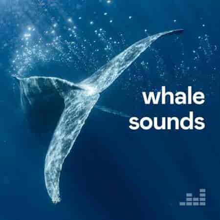 Whale Sounds (2023) скачать торрент
